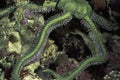 Giant Green Brittle Star, Ophiomastrix venosa Royalty Free Stock Photo