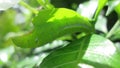 a giant green color caterpillar eating a Leaf. Royalty Free Stock Photo