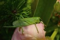 A giant green grasshopper sitting on a daylily flower side view, close-up Royalty Free Stock Photo