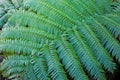 Giant green leaf of Cyatheaceae, the Scaly tree ferns Royalty Free Stock Photo