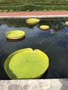 Large lily pads in pond in park in New Orleans Royalty Free Stock Photo