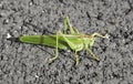 Giant Green Locust