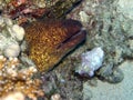 Giant Green Moray eel Red Sea Royalty Free Stock Photo