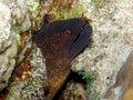 Giant Green Moray eel Red Sea Royalty Free Stock Photo