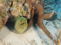 Giant green moray,utila,honduras underwater snake