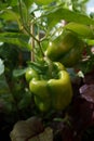 Giant green pepper in the greenhouse Royalty Free Stock Photo