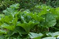 Giant green Rhubarb leaves in organic vegetable garden Royalty Free Stock Photo