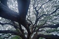 Giant green Samanea saman tree with branch in national park garden, Kanchanaburi district, Thailand. Natural landscape background