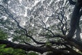 Giant green Samanea saman tree with branch in national park garden, Kanchanaburi district, Thailand. Natural landscape background