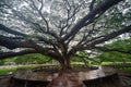 Giant green Samanea saman tree with branch in national park garden, Kanchanaburi district, Thailand. Natural landscape background