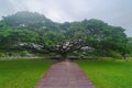 Giant green Samanea saman tree with branch in national park garden, Kanchanaburi district, Thailand. Natural landscape background