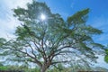 Giant green Samanea saman tree with branch in national park garden, Kanchanaburi district, Thailand. Natural landscape background