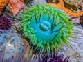 Giant Green Sea Anemone Royalty Free Stock Photo