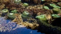 Giant Green Sea Anemone underwater in Seattle aquarium. Underwater sea water environment Royalty Free Stock Photo