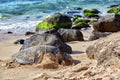 Giant green sea turtle at Laniakea beach, Hawaii Royalty Free Stock Photo