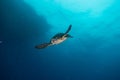 Giant Green Sea Turtles in the Red Sea a.e Royalty Free Stock Photo