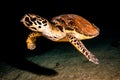 Giant Green Sea Turtles in the Red Sea, eilat israel a.e Royalty Free Stock Photo