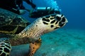 Giant Green Sea Turtles in the Red Sea a.e Royalty Free Stock Photo