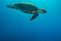 Giant Green Sea Turtles in the Red Sea, eilat israel a.e