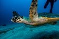 Giant Green Sea Turtles in the Red Sea, eilat israel a.e Royalty Free Stock Photo