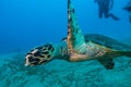 Giant Green Sea Turtles in the Red Sea, eilat israel a.e Royalty Free Stock Photo