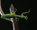 Giant green tree mantis cleans tarsus. Predatory insect in the studio close up. Indian praying mantis washes its limb