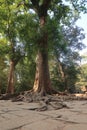 Giant green tree with massive roots growing over and through stone of ancient temple ruins in angkor wat, cambodia