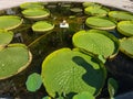 Giant green water lilies in a pond Royalty Free Stock Photo