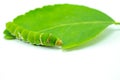 Giant green worm Royalty Free Stock Photo