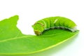 Giant green worm Royalty Free Stock Photo