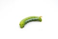 Giant green worm on white background Royalty Free Stock Photo