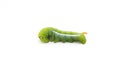 Giant green worm on white background Royalty Free Stock Photo