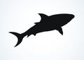 Shark. Vector drawing Royalty Free Stock Photo