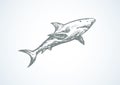 Shark. Vector drawing Royalty Free Stock Photo