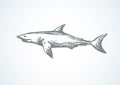 Shark. Vector drawing Royalty Free Stock Photo