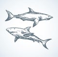 Shark. Vector drawing Royalty Free Stock Photo