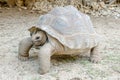 Giant grey tortoise, Mauricius Royalty Free Stock Photo