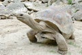 Giant grey tortoise, Mauricius Royalty Free Stock Photo