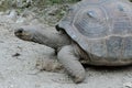 Giant grey tortoise, Mauricius Royalty Free Stock Photo