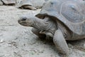 Giant grey tortoise, Mauricius Royalty Free Stock Photo