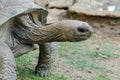 Giant grey tortoise, Mauricius Royalty Free Stock Photo