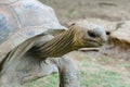 Giant grey tortoise, Mauricius Royalty Free Stock Photo