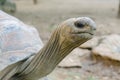 Giant grey tortoise, Mauricius Royalty Free Stock Photo