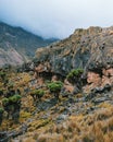 Giant groundsels against a mountain background, Mount Kenya