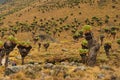 Giant groundsels against a mountain background, Mount Kenya