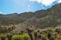 Giant groundsels against a mountain background, Mount Kenya, Kenya