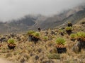 Giant groundsels against against a mountain foggy background
