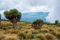 Giant groundsels growing in the wild at Aberdare National Park, Kenya