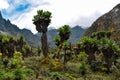 Giant groundsels in Bujuku Valley, Rwenzori Mountains National Park, Uganda