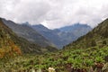 Giant groundsels growing in the wild at Rwenzori Mountains, Uganda